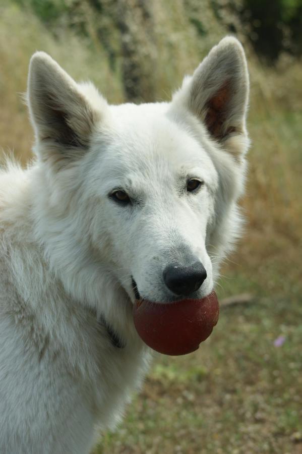 Mas Del Llop Blanc - Dog Friendly Hostal Rural - B&B Sobrestany Екстер'єр фото